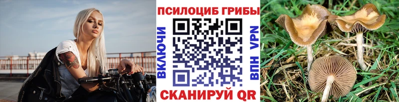 где купить наркотик  Гурьевск  kraken ссылки  Псилоцибиновые грибы Psilocybe 